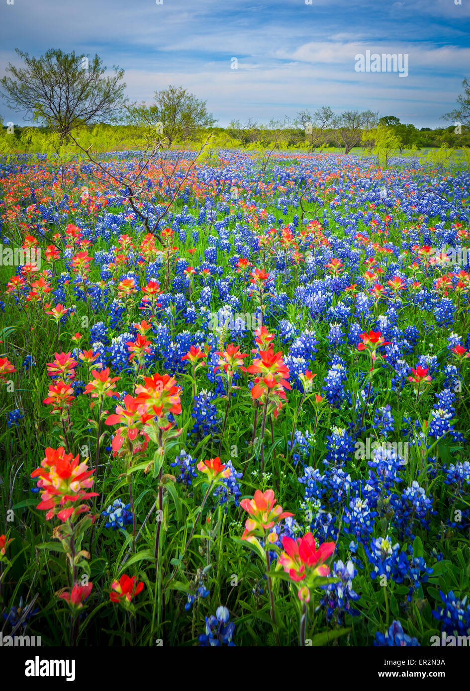 Kornblumen in Ennis / Texas. Lupinus Texensis, die Texas Bluebonnet ist eine Art von Lupine endemisch in Texas. Stockfoto