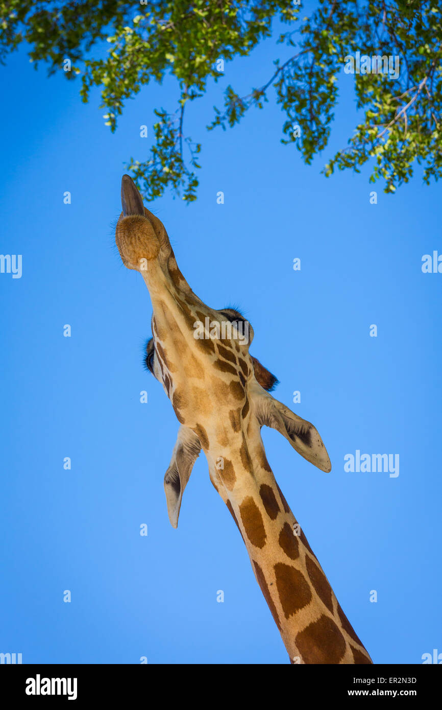 Die Giraffe ist eine afrikanische sogar-toed Huftier Säugetier, das größte lebende Tier der terrestrischen und die größte Wiederkäuer. Stockfoto