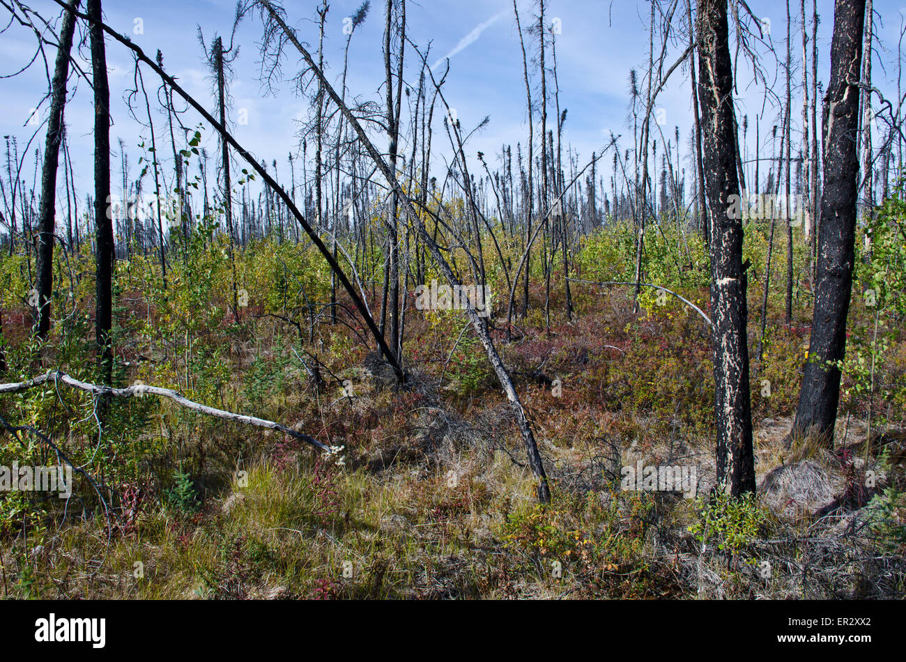 Nachwachsen des Waldes nach Brand entlang Taylor Highway South von Huhn, Alaska Stockfoto
