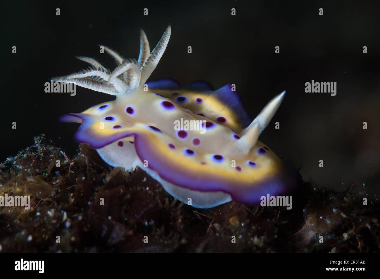 Goniobranchus kuniei Stockfoto