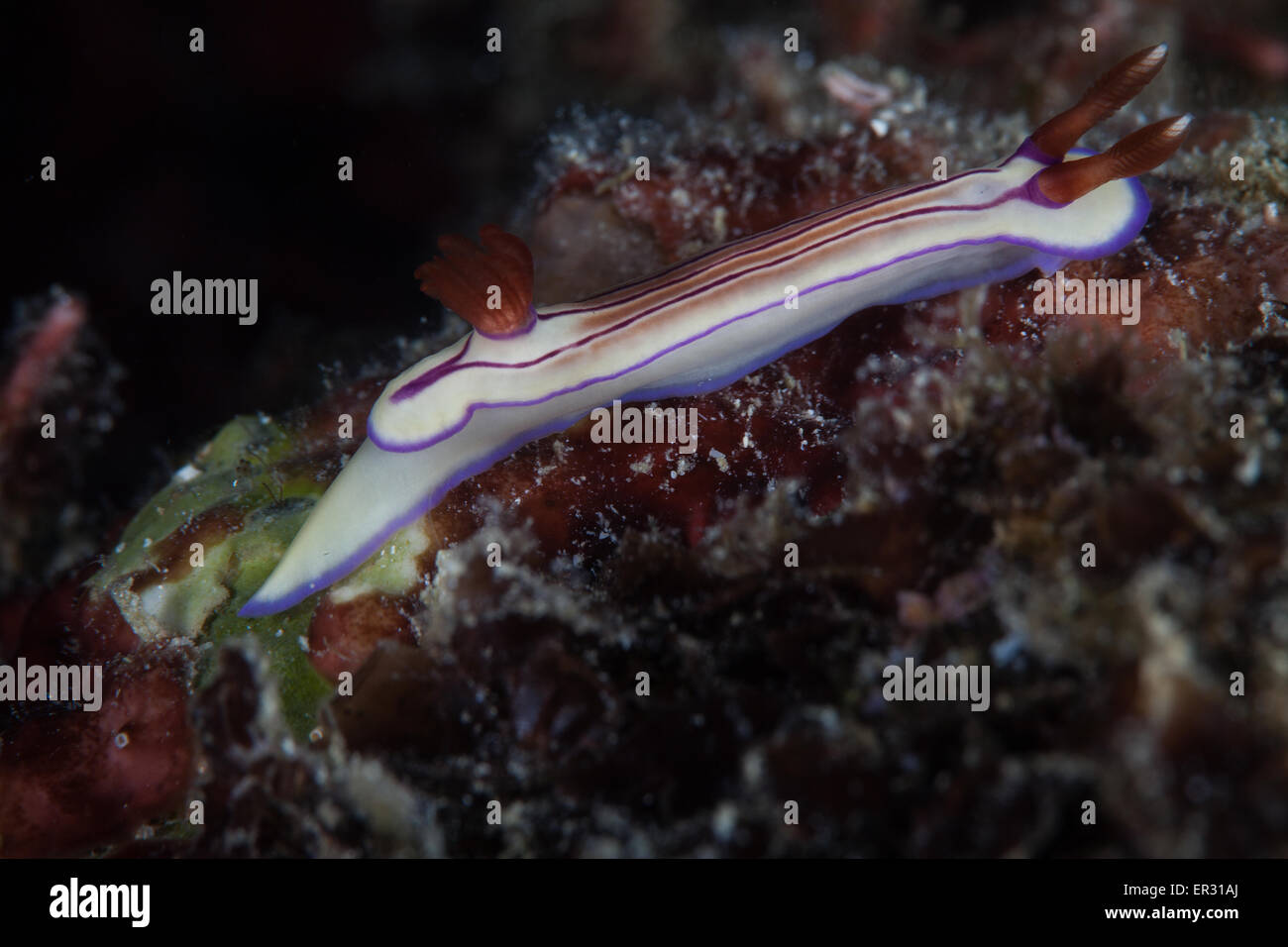 Hypselodoris emma Stockfoto