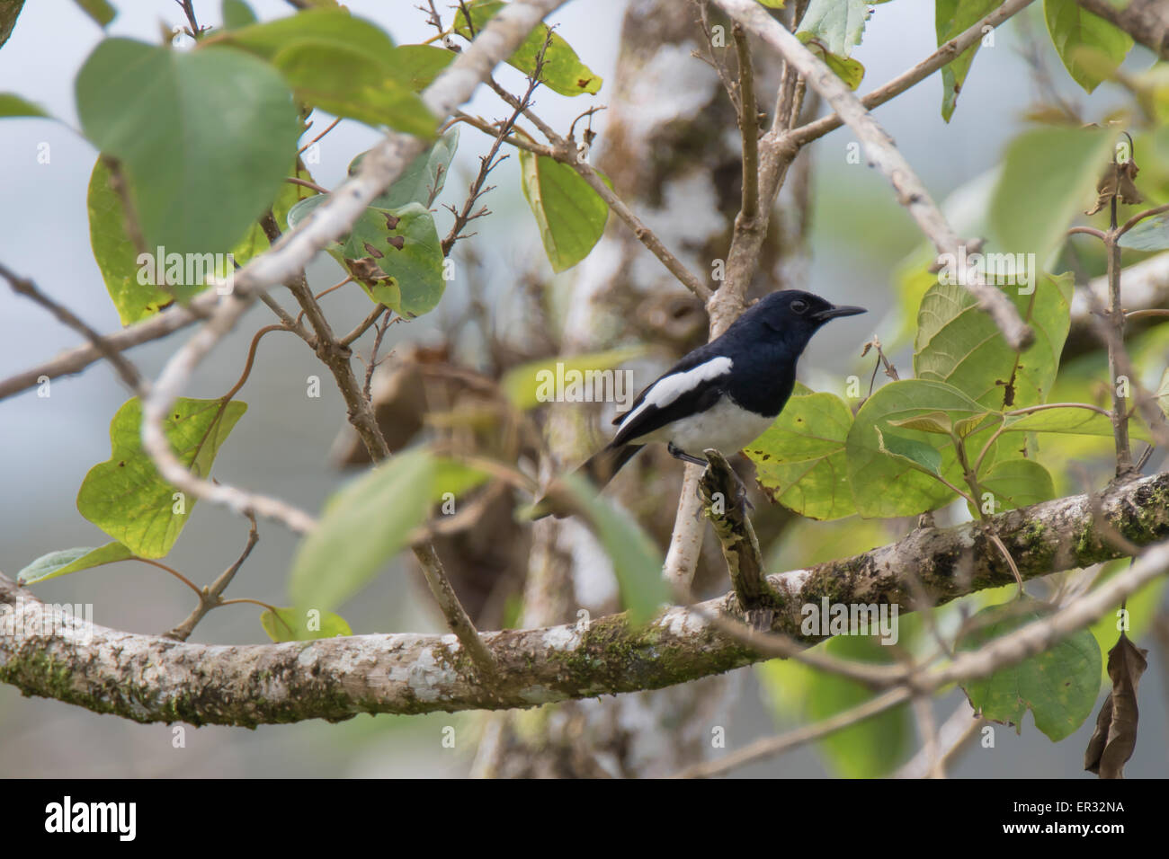 Philippine Elster-robin Stockfoto