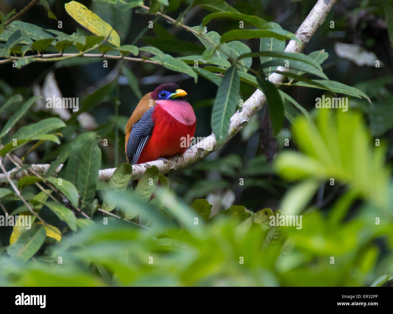 Philippine Trogon (männlich) (Harpactes Hun) Stockfoto