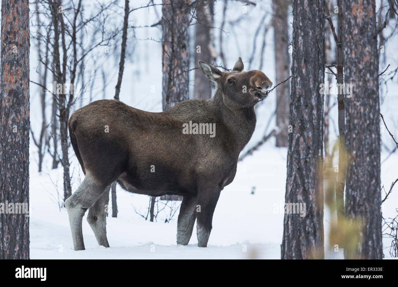Elch Kuh, Alces Alces Essen auf einem Busch im Winter, Kiruna, Schwedisch-Lappland Stockfoto