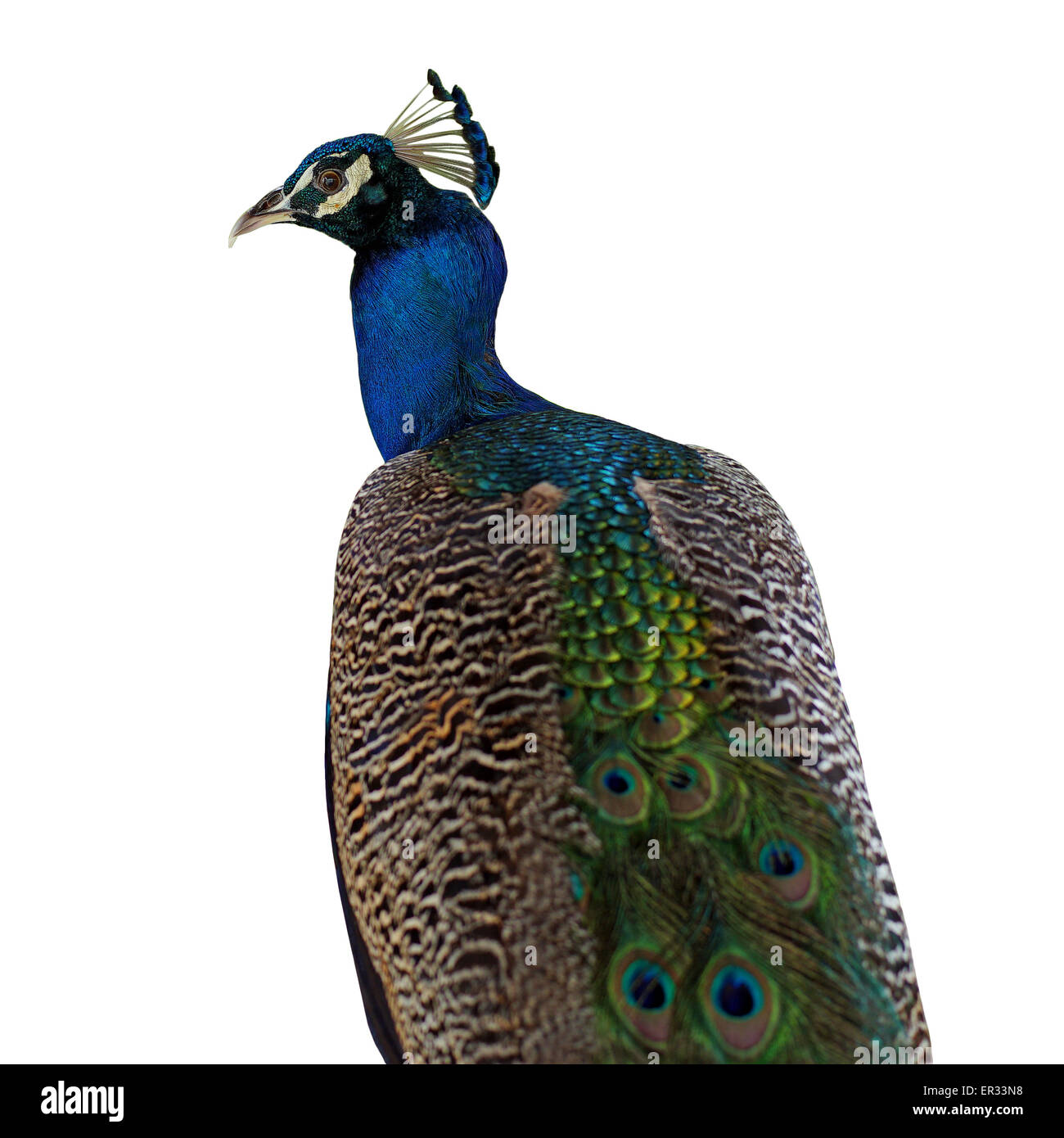 schöne Pfau isoliert auf weißem Hintergrund Stockfoto