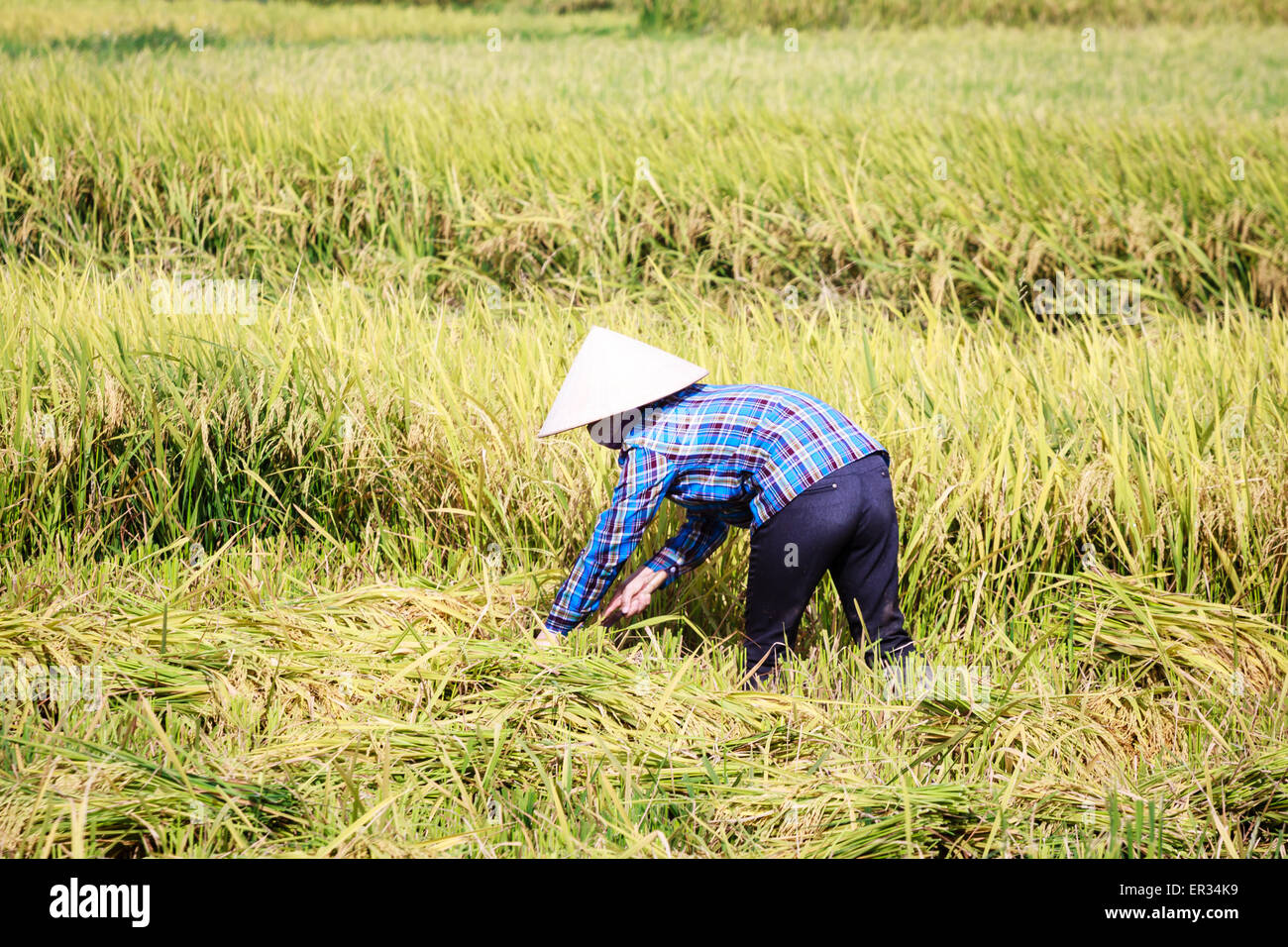 Vietnamesische Frau, die auf den Feldern arbeiten Stockfoto