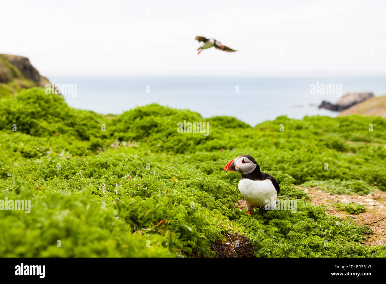 Pembrokeshire, Wales, UK. 24. Mai 2015. Papageitaucher auf Klippe mit einem anderen nähert um hinter zu landen. Biologen haben Rekordzahlen des Weiterlebens Skomer Papageitaucher angekündigt. Mehr als 21.000 Personen wurden auf der Insel gezählt. Papageientaucher können auf Skomer von Mai bis Mitte Juli mit 500 Personen pro Tag in der Lage, die kleine Insel vor der Westküste von Wales besuchen besucht werden. Fotograf-Kommentar: "Ich habe fotografiert Papageientaucher auf Skomer seit Jahren und sie hören nie auf zu unterhalten, herausfordern und wütend machen. Bildnachweis: Dave Stevenson/Alamy Live-Nachrichten Stockfoto