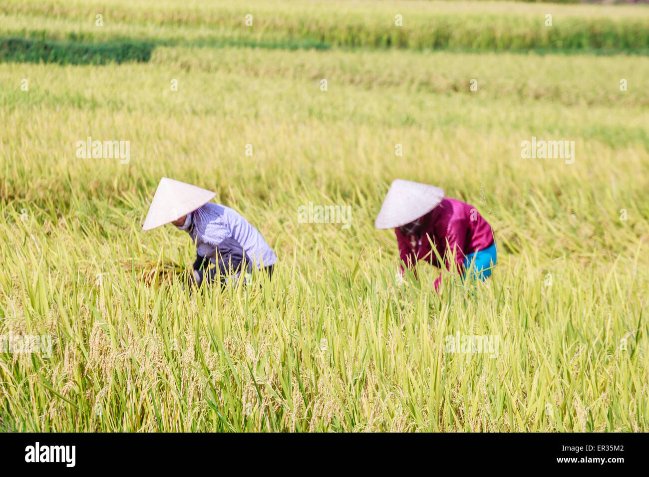 Reisfeldterrassen in Vietnam Stockfoto