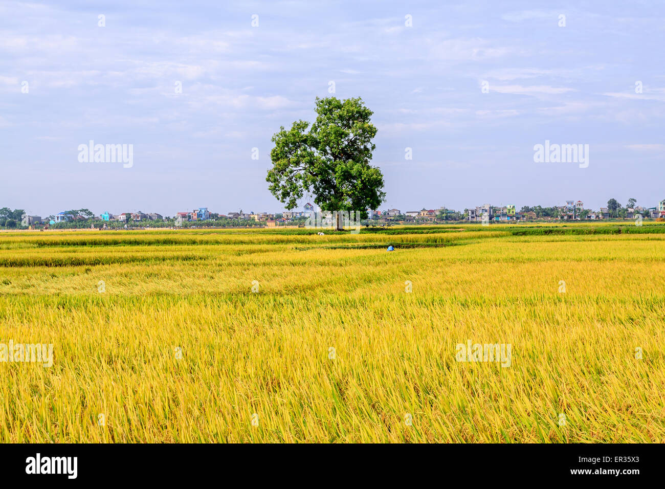 Reisfeldterrassen in Vietnam Stockfoto