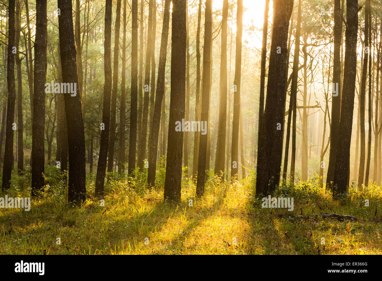 Sunray shinning Gedanken Nebel von Pinien Wald Stockfoto