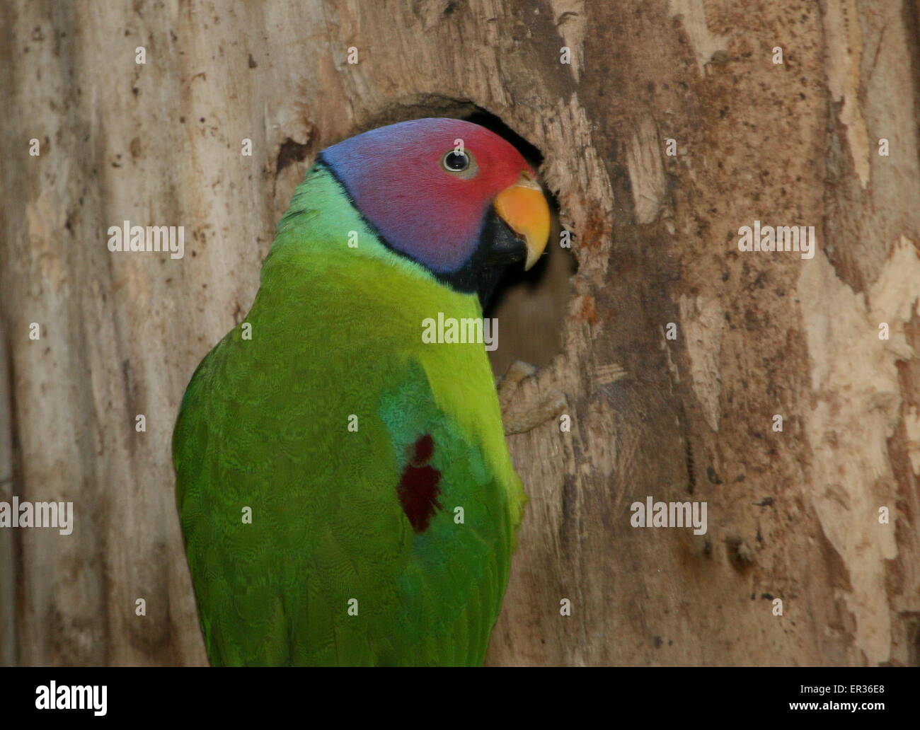 Männer unter der Leitung von indischen Pflaume Sittich (geflohen Cyanocephala) in sein Nest in einem Baum Stockfoto