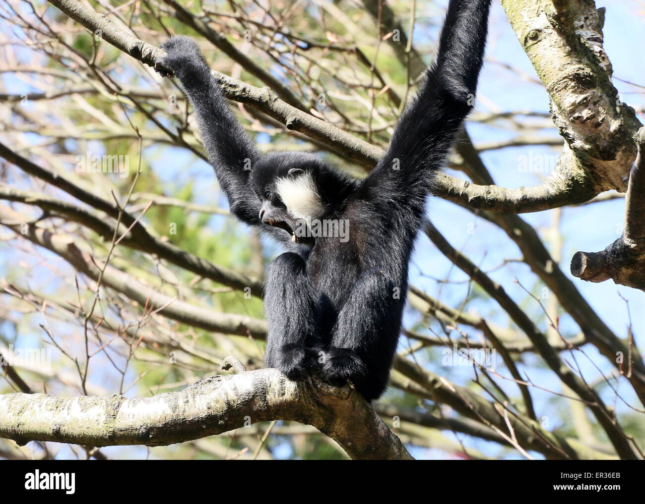 Männliche Southeast Asian nördlichen weißen Wangen Gibbon (Nomascus Leucogenys) brüllen nach unten an einem Baum Stockfoto