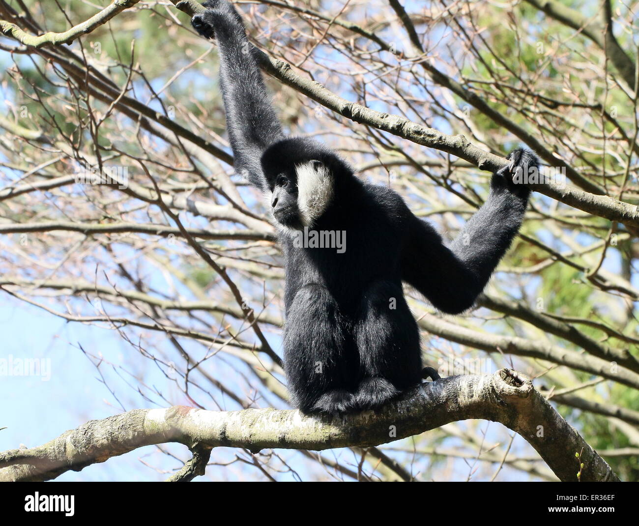 Männliche Southeast Asian Northern White Wangen Gibbon (Nomascus Leucogenys) hoch oben in einem Baum Stockfoto