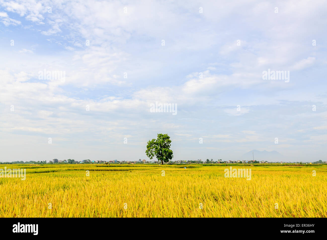 Reisfeldterrassen in Vietnam Stockfoto