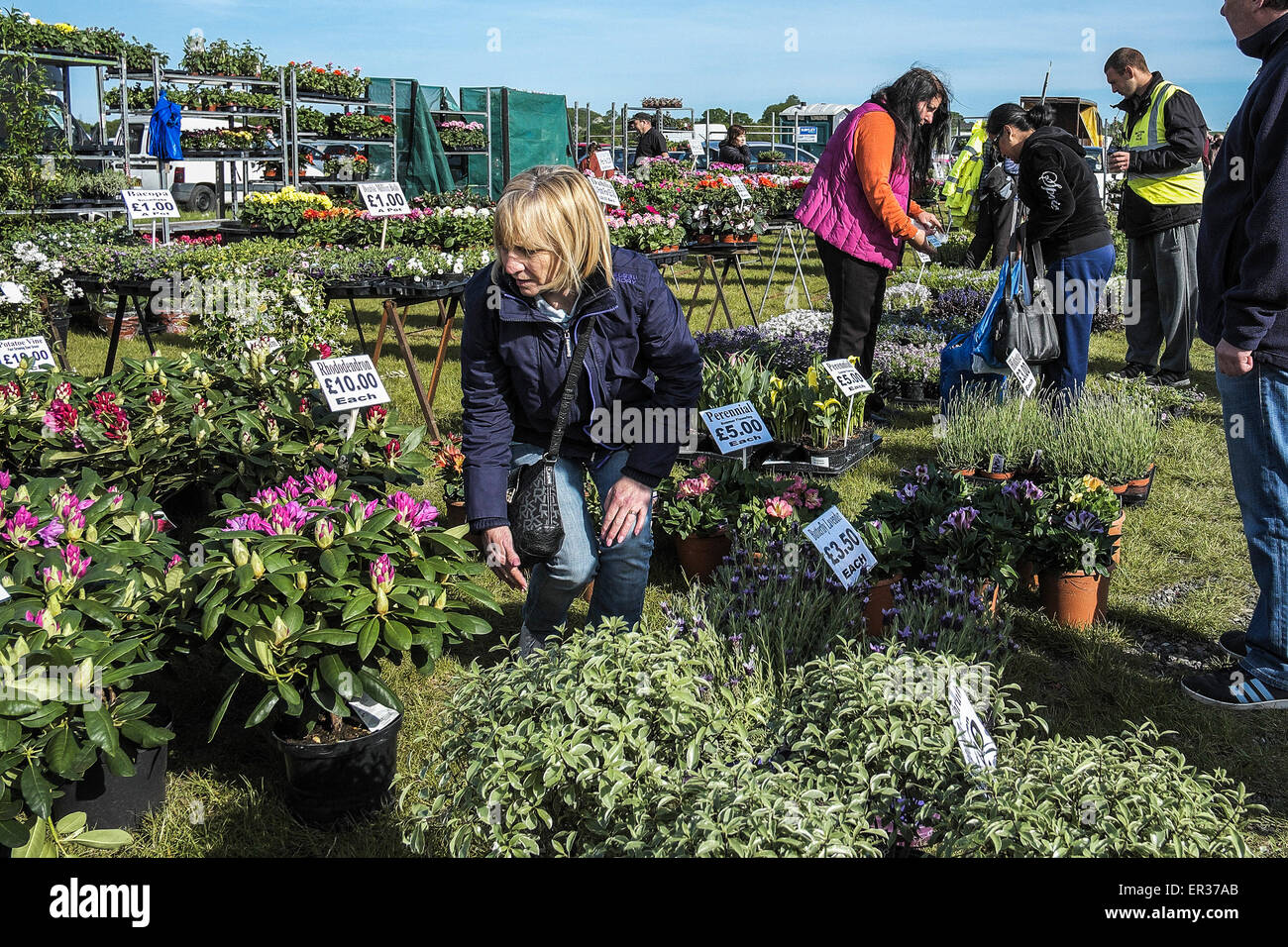 Menschen kaufen Pflanzen auf einen Flohmarkt in der Grafschaft Essex. Stockfoto