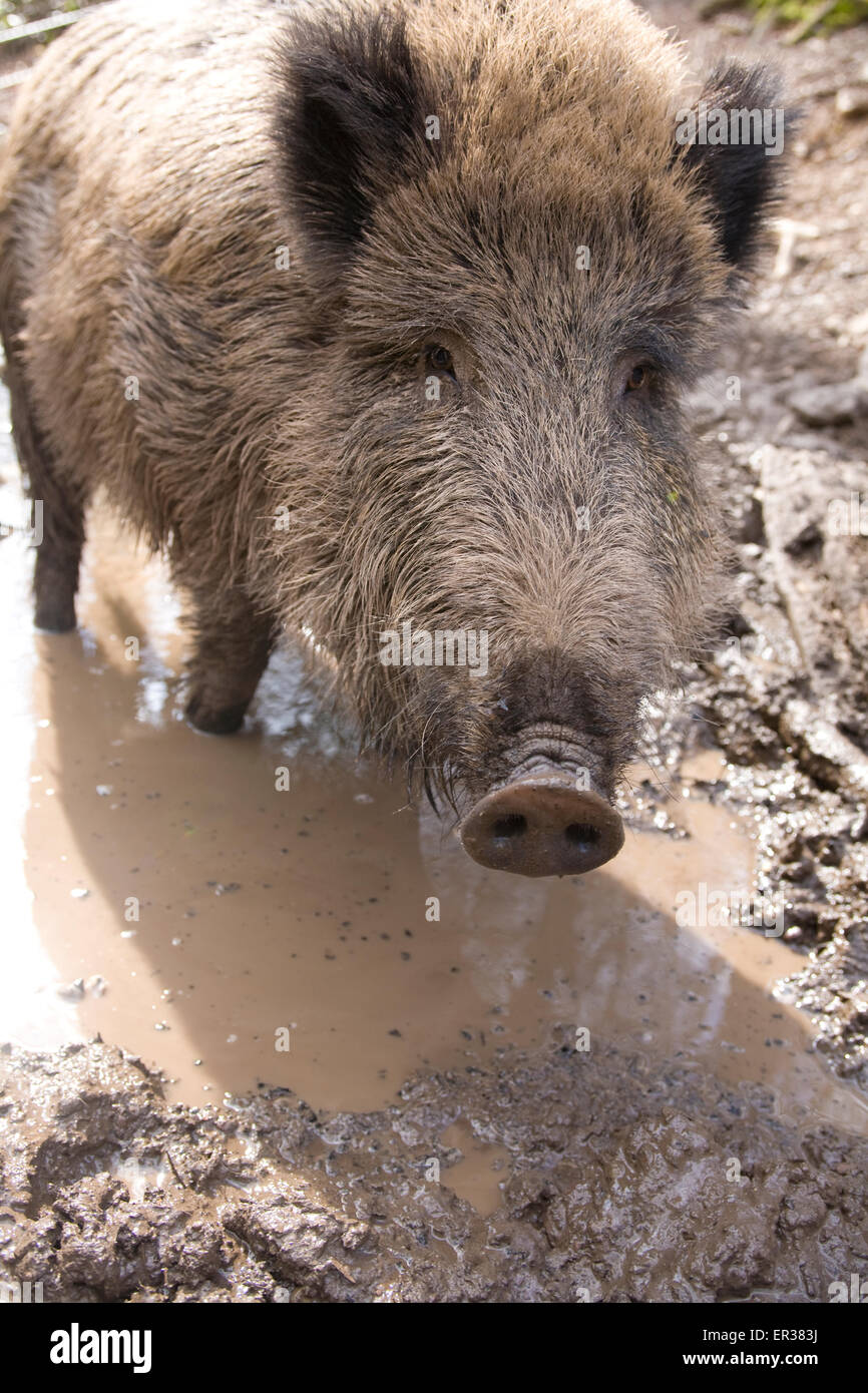 Europa, Deutschland, Wildschwein (lat. Sus Scrofa) in einem Wald in der Nähe von Hagen.  Europa, Deutschland, Wildschwein (lat. Sus Scrofa) in eine Stockfoto