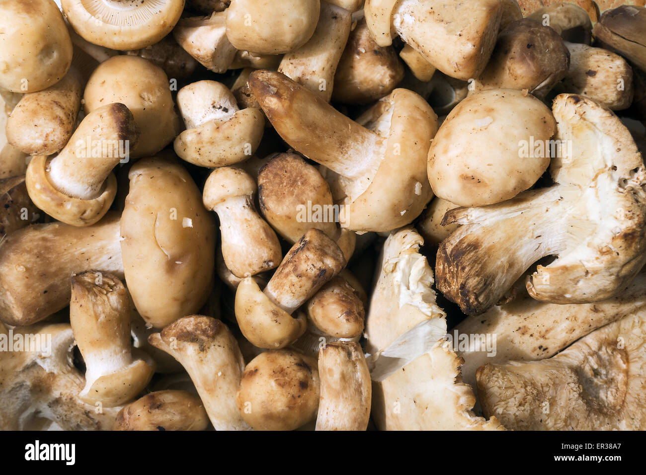 Hintergrund des St. George Pilz Muster Stockfoto