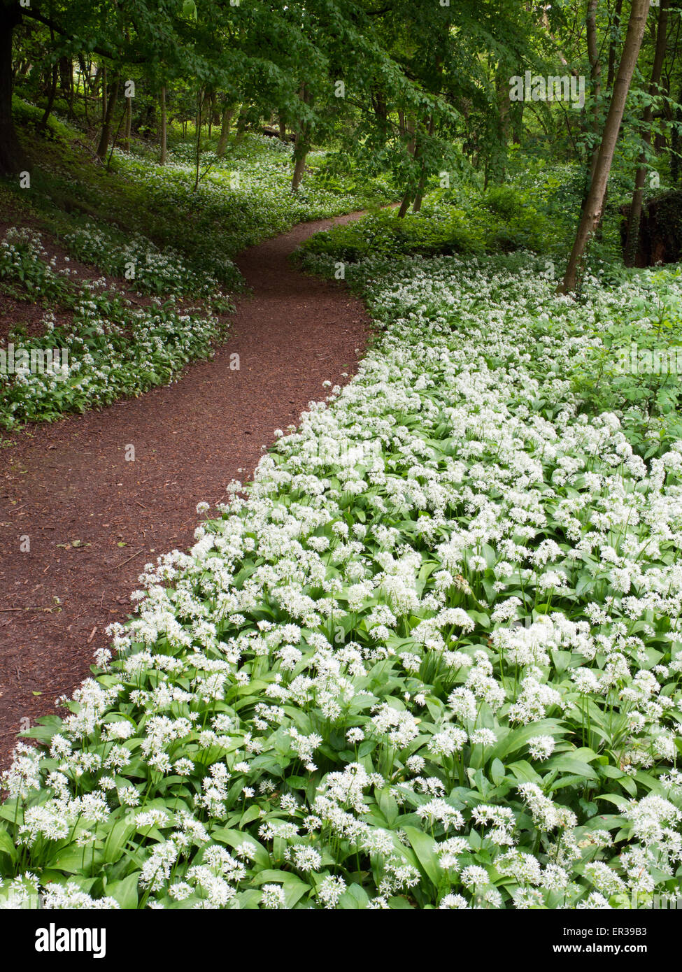 Bärlauch-Blumen im Frühling Knaresborough North Yorkshire England Mackintosh Park Stockfoto