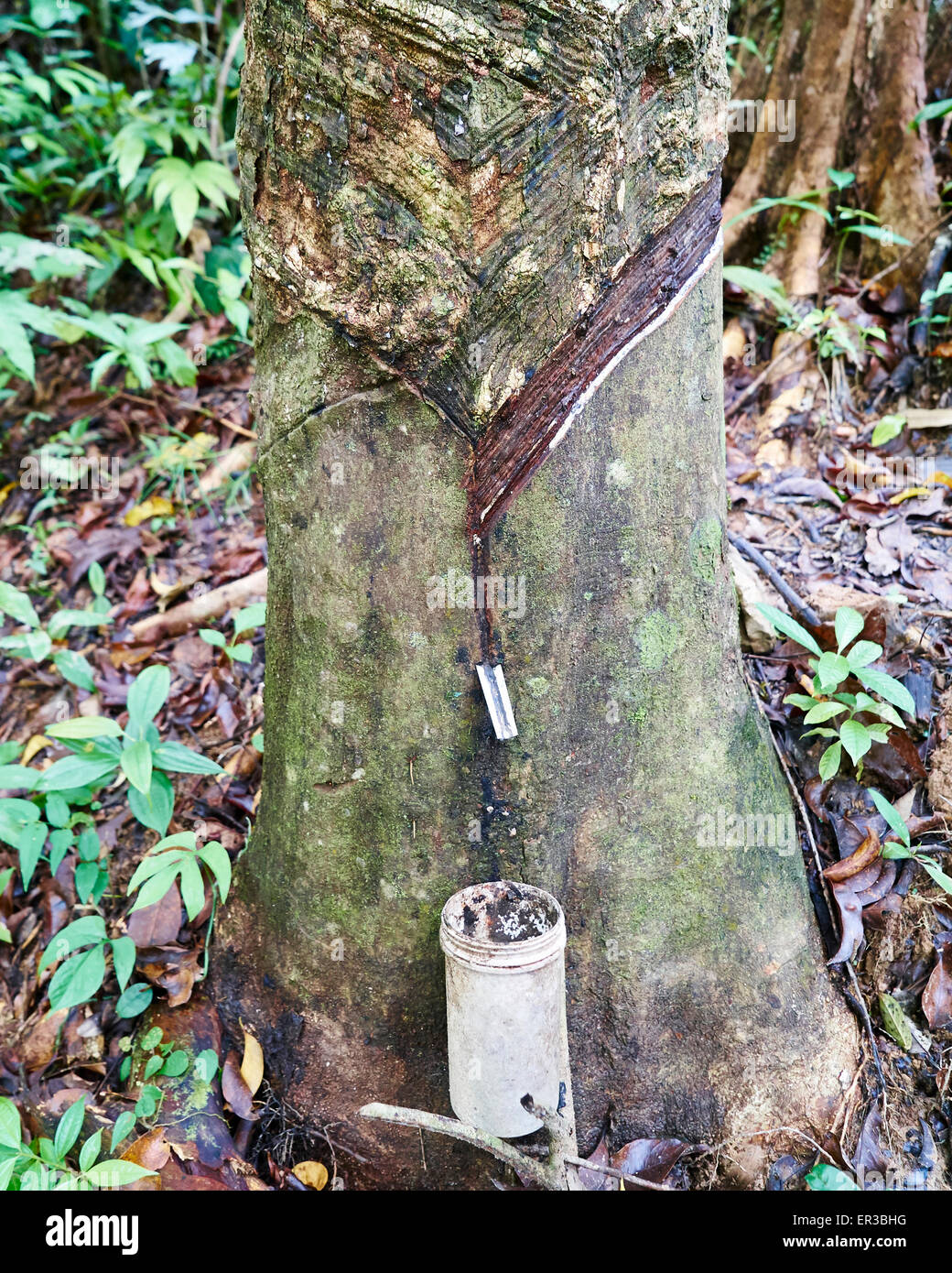 Durch Tippen auf ein Gummibaum im Dschungel Stockfoto