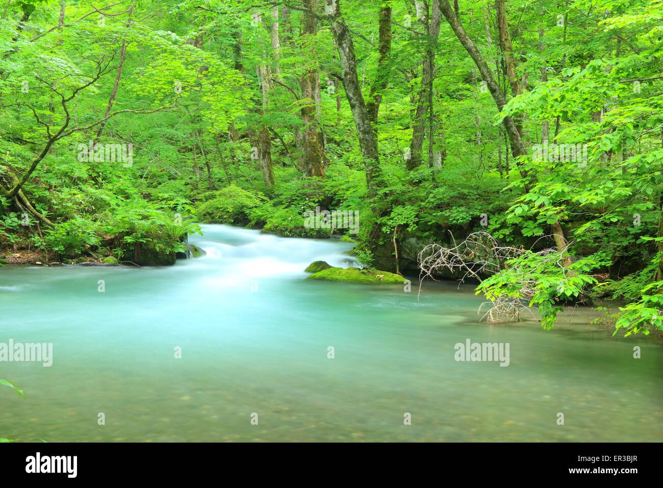 Sommer Oirase Stream, Aomori, Japan Stockfoto