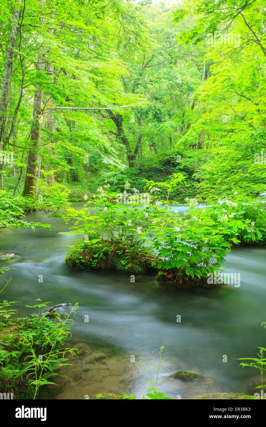 Sommer Oirase Stream, Aomori, Japan Stockfoto