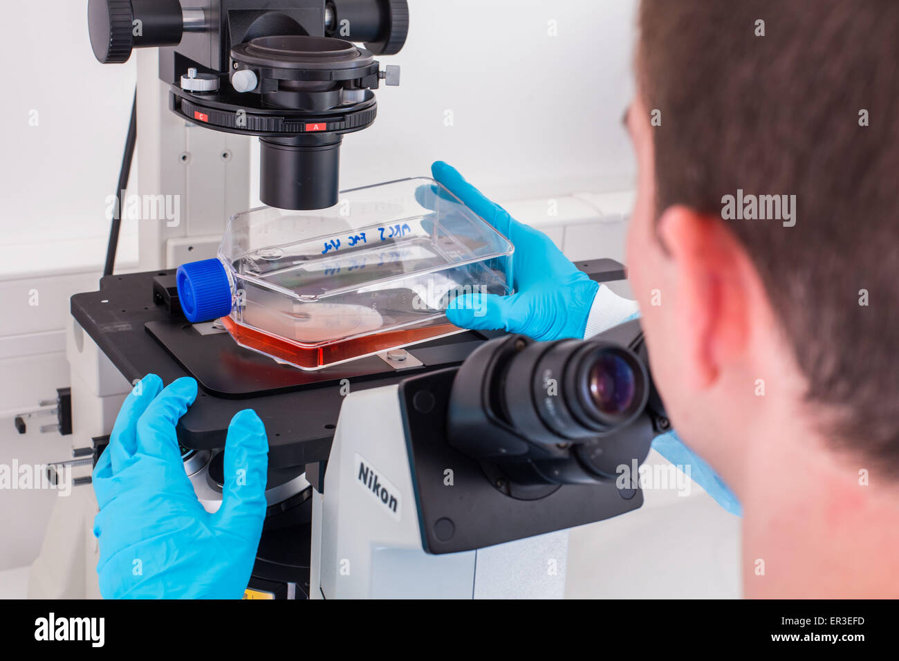 Kulturen der Zellen in flüssigem Medium, Biologie und Forschungszentrum. Stockfoto