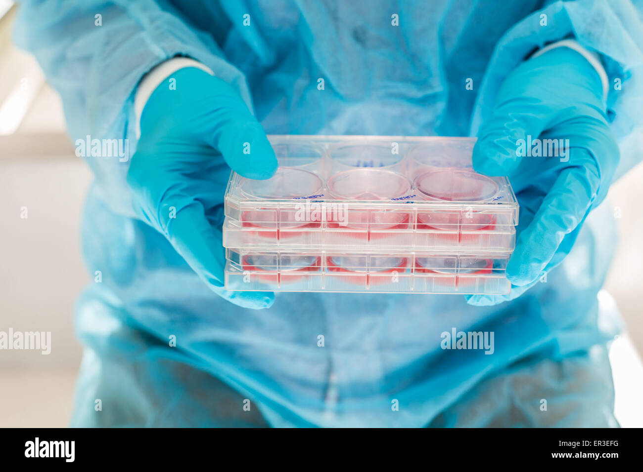 Kulturen der Zellen in flüssigem Medium, Biologie und Forschungszentrum. Stockfoto