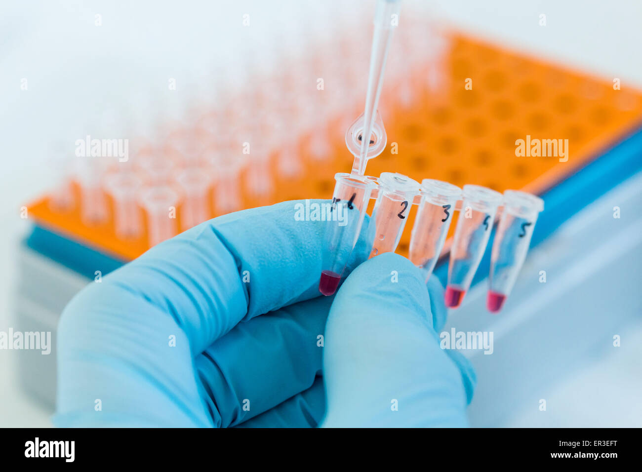 Forschung in Biochemie und molekulare Genetik, Techniker mit einer Pipette, um Proteine aus einem Fläschchen auf eine Gel-Elektrophorese-Einheit zu übertragen. Stockfoto