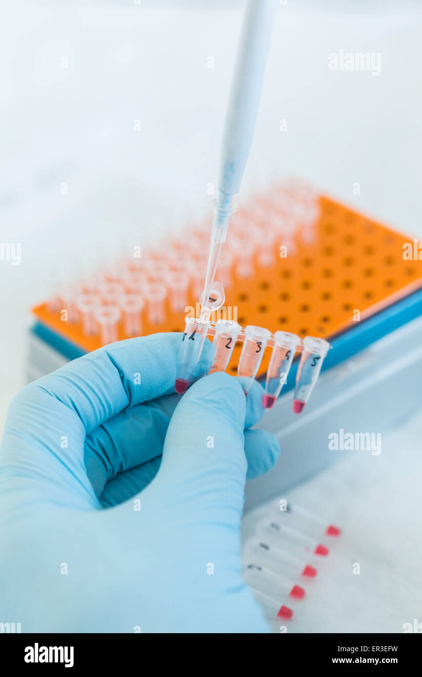 Forschung in Biochemie und molekulare Genetik, Techniker mit einer Pipette, um Proteine aus einem Fläschchen auf eine Gel-Elektrophorese-Einheit zu übertragen. Stockfoto