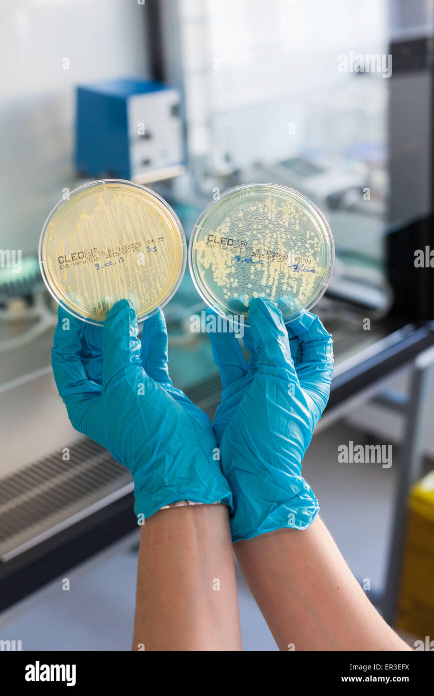 Hände halten eine Kultur-Platte, die Prüfung auf das Vorhandensein von Escherichia-coli-Bakterien durch Antibiotika-Resistenz zu betrachten. Stockfoto