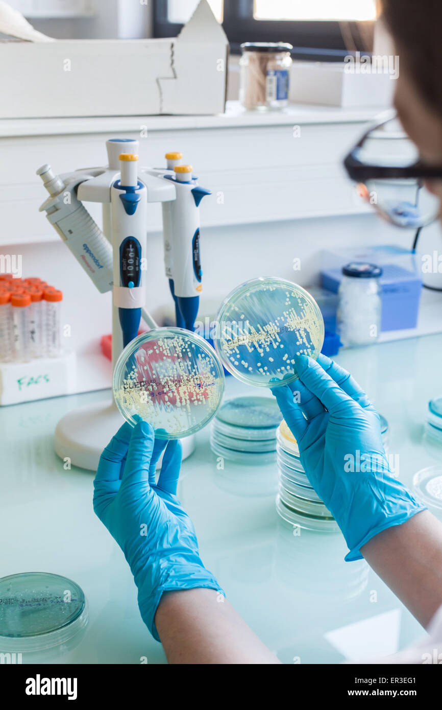 Hände halten eine Kultur-Platte, die Prüfung auf das Vorhandensein von Escherichia-coli-Bakterien durch Antibiotika-Resistenz zu betrachten. Stockfoto