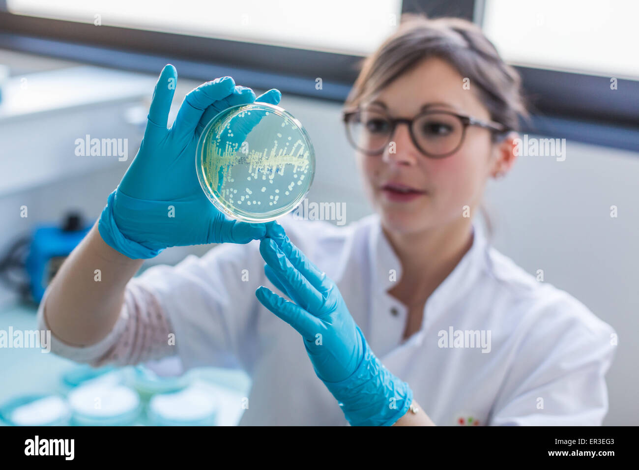 Hände halten eine Kultur-Platte, die Prüfung auf das Vorhandensein von Escherichia-coli-Bakterien durch Antibiotika-Resistenz, betrachten Biologie und Forschungszentrum in University Hospital Health, Limoges, Frankreich. Stockfoto
