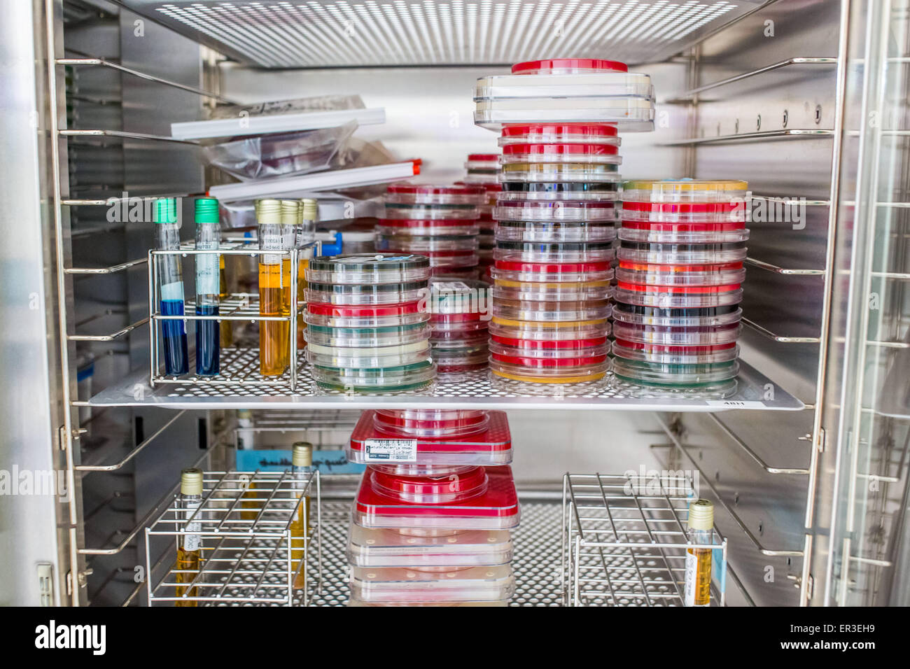 Aufbewahrungsboxen bakteriologische Kulturen in einem Inkubator, Labor Bakteriologie und Virologie. Stockfoto
