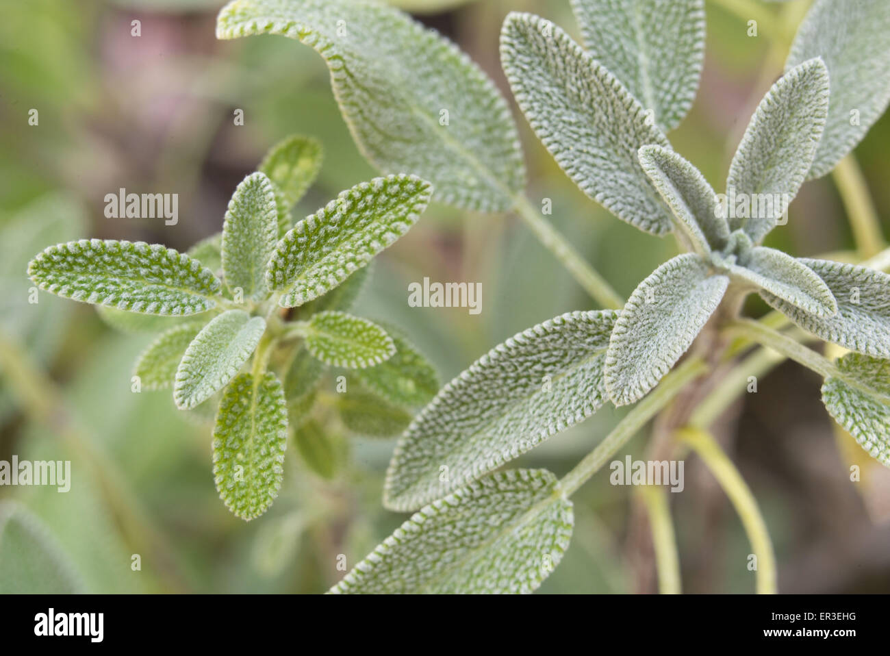 Salbei (Salvia Officinalis). Stockfoto