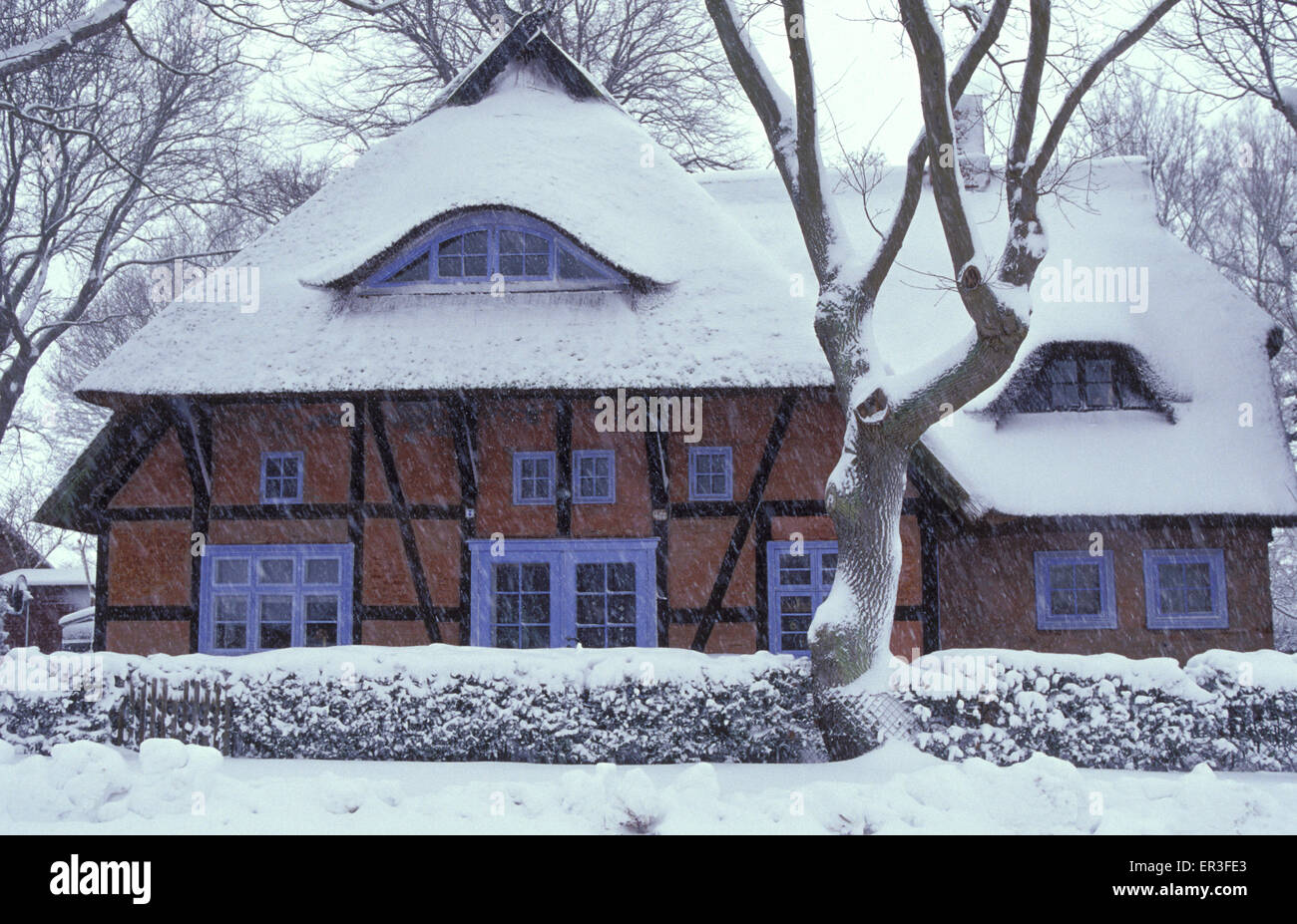 DEU, Deutschland, Mecklenburg-Vorpommern, winter in Ahrenshoop-Niehagen an der Ostsee, Fachwerkhaus mit Strohdach Stockfoto