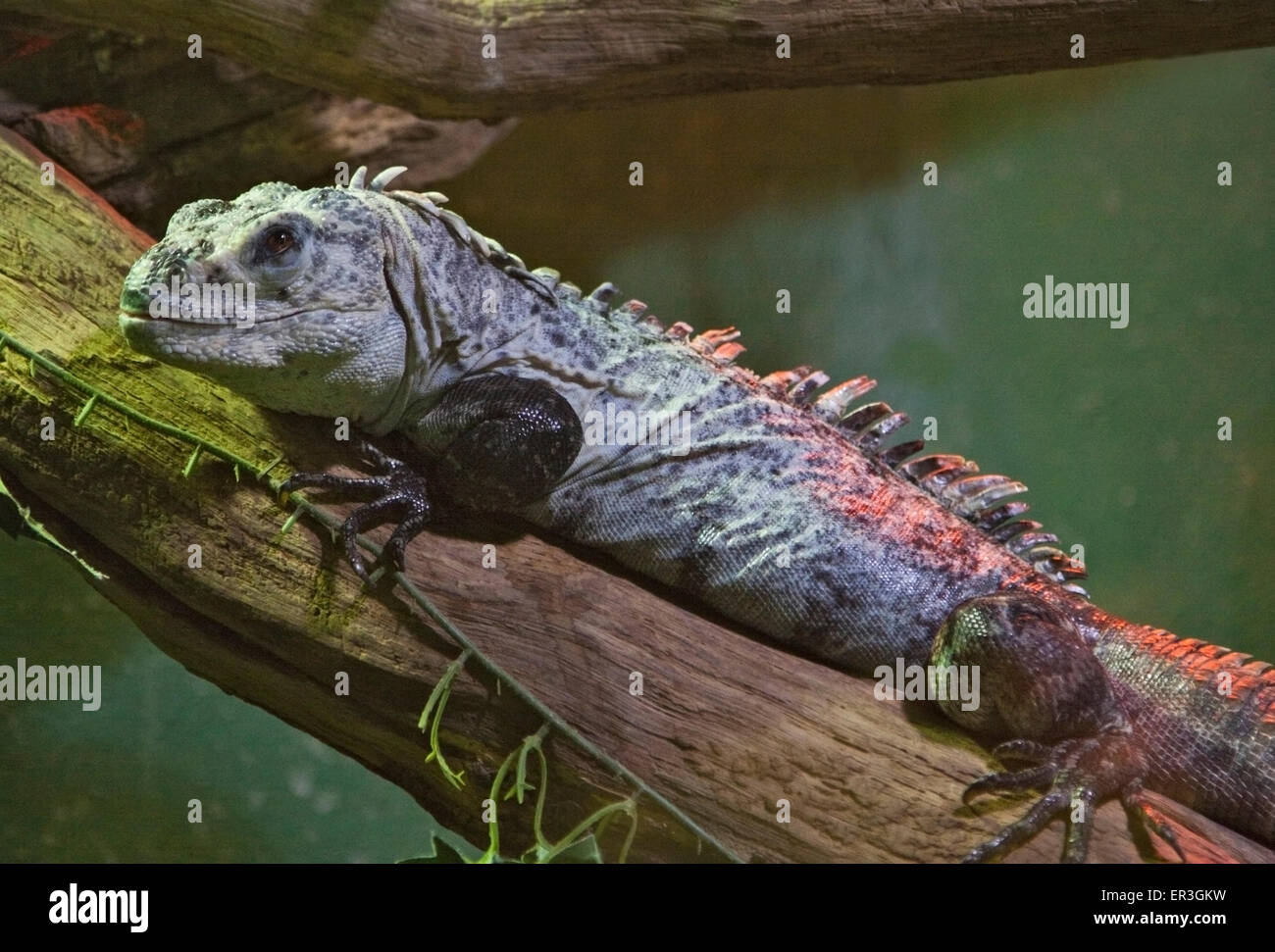 Utila Spinytail Leguan (Ctenosaura Bakeri) Stockfoto
