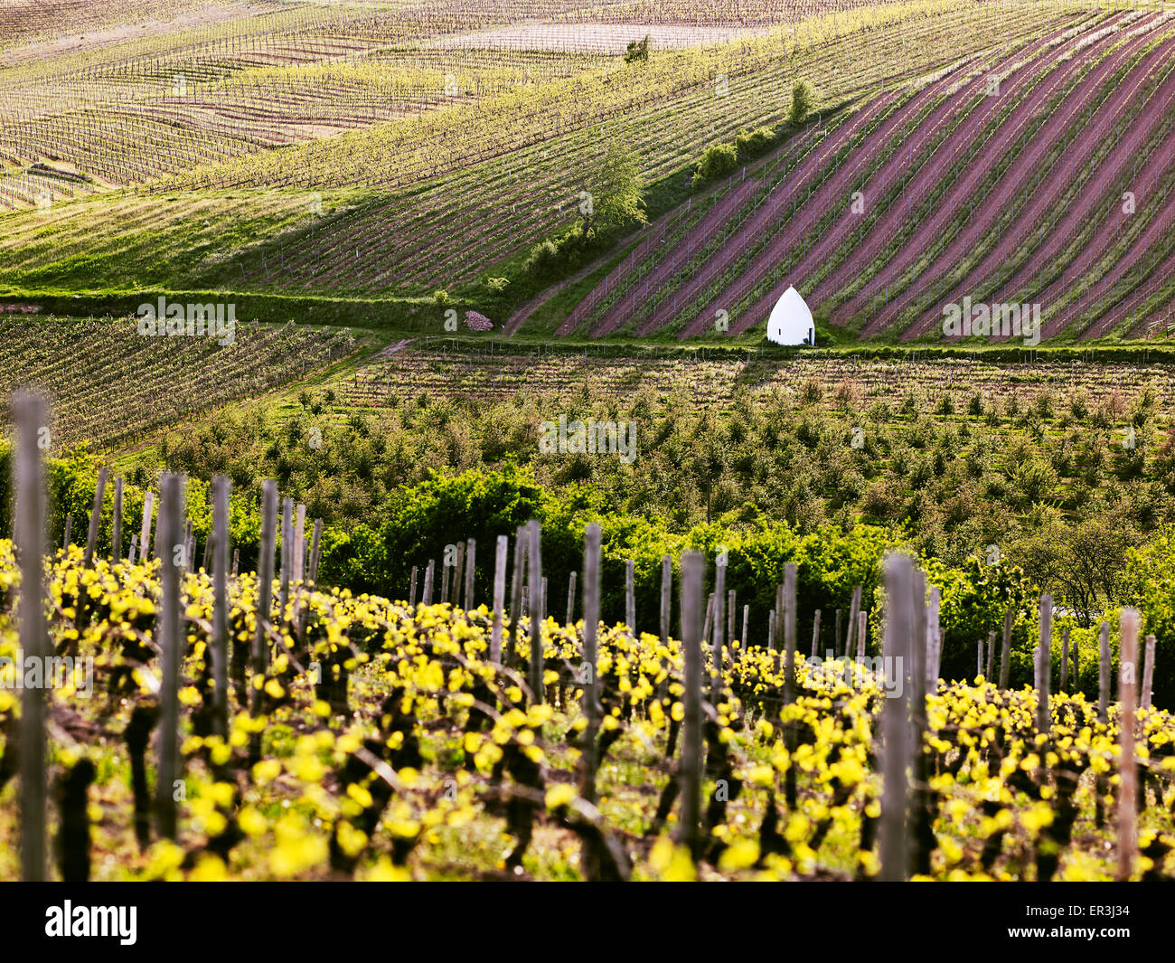 Trullo, typische unterstand der Weinregion Rheinhessen Stockfoto