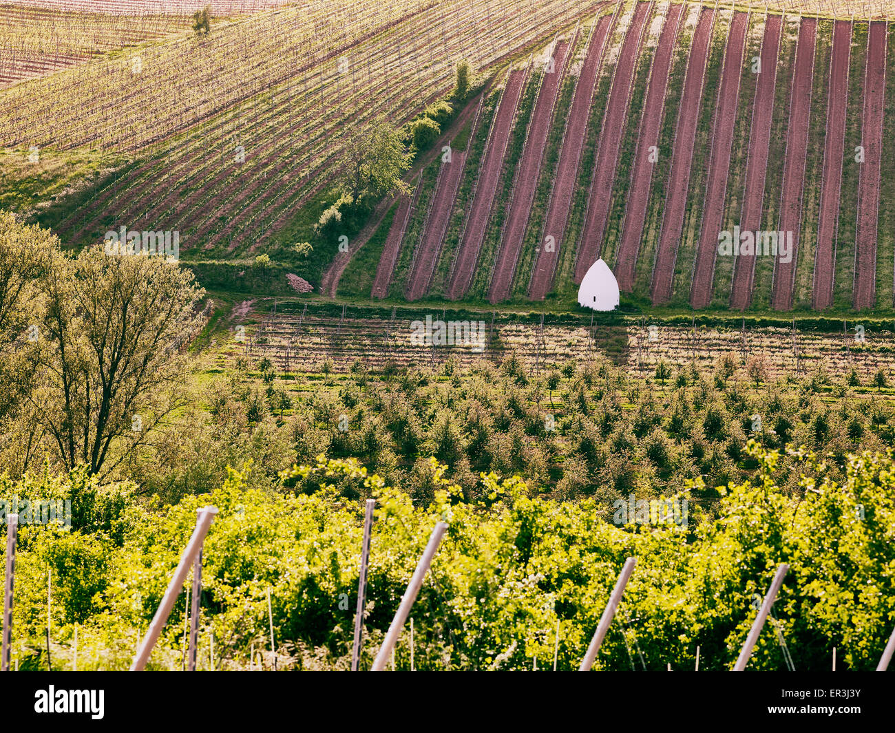 Trullo, typische Unterschlupf in der Weinregion Rheinhessen Stockfoto