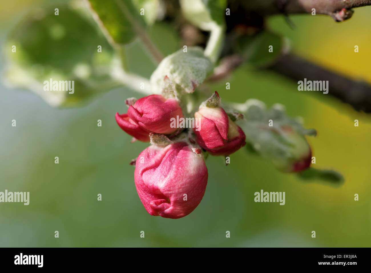 Blütenknospen von einem alten Apfelbaum kurz vor der Blüte. Stockfoto