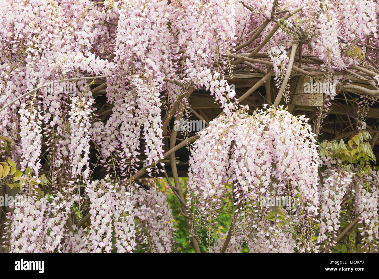 Detail der Blüten leicht blass violetten zarten rosa lila lila Lavendel Farbe Blauregen Blumen Stockfoto
