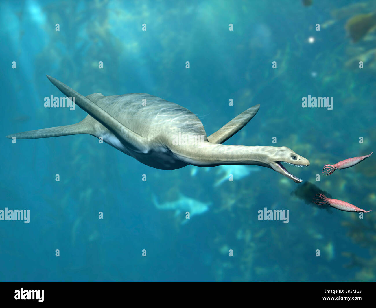 Kaiwhekea Plesiosaurier ernähren sich von ein paar Tintenfisch-ähnliche Kopffüßer. Stockfoto