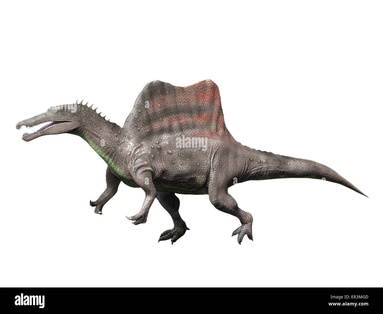 Spinosaurus ist einem Theropoden aus der späten Kreidezeit von Ägypten. Stockfoto