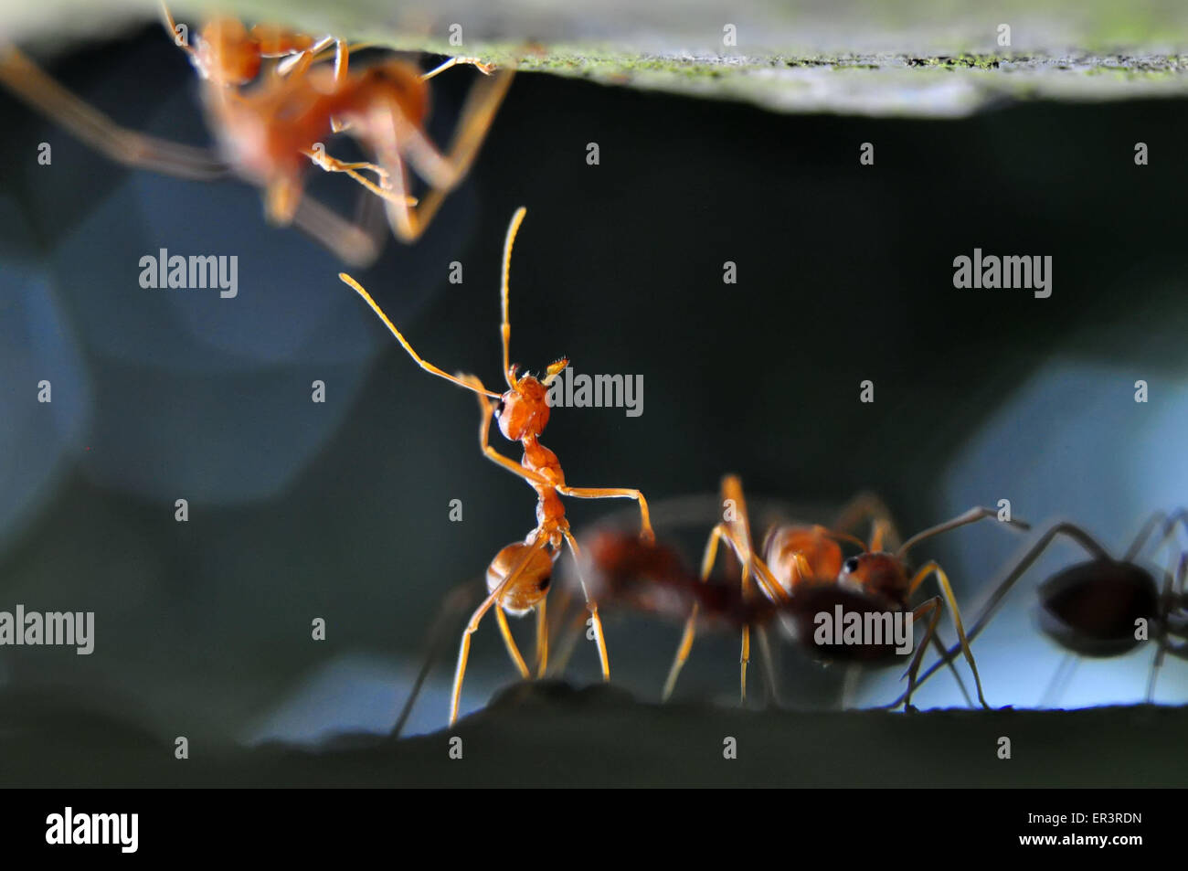 Weberameisen (Gattung Oecophylla) sind eusozialen Insekten der Familie Ameisen (Ordnung Hymenoptera). Stockfoto