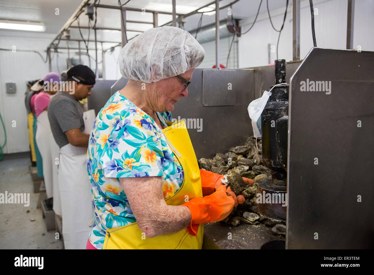 Eastpoint, Florida - Arbeiter in Barbers Meeresfrüchte Shuck Austern geerntet in der Apalachiacola Bucht. Stockfoto