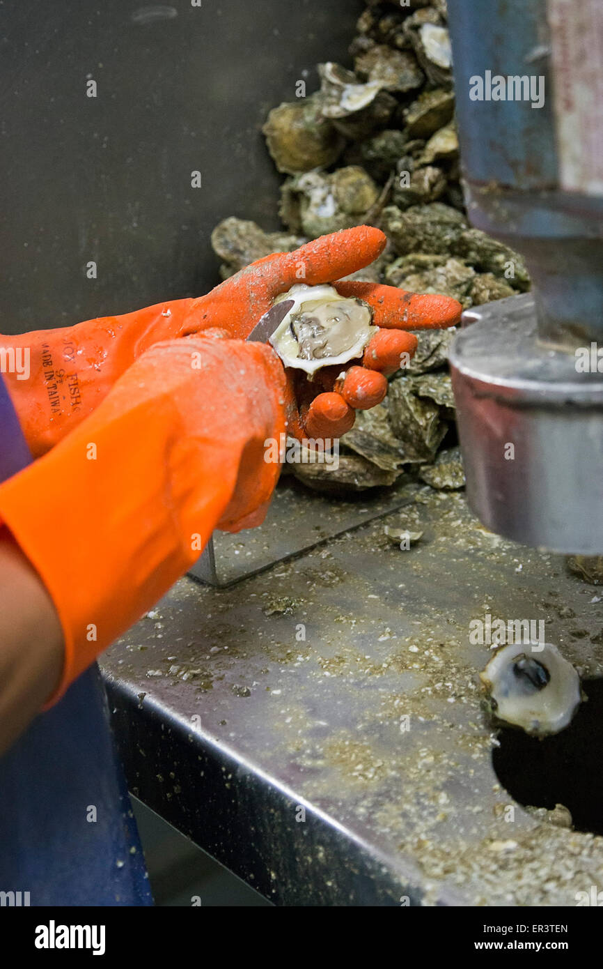 Eastpoint, Florida - Arbeiter shuck Austern in Apalachiacola Bay auf Barbers Meeresfrüchte geerntet. Stockfoto