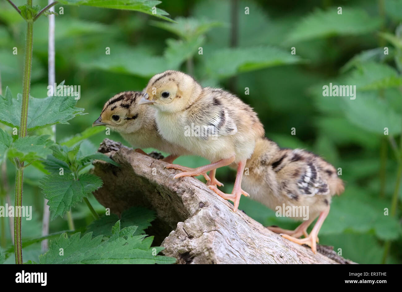 gemeinsamen Fasan Küken auf Baumstamm stehend Stockfoto