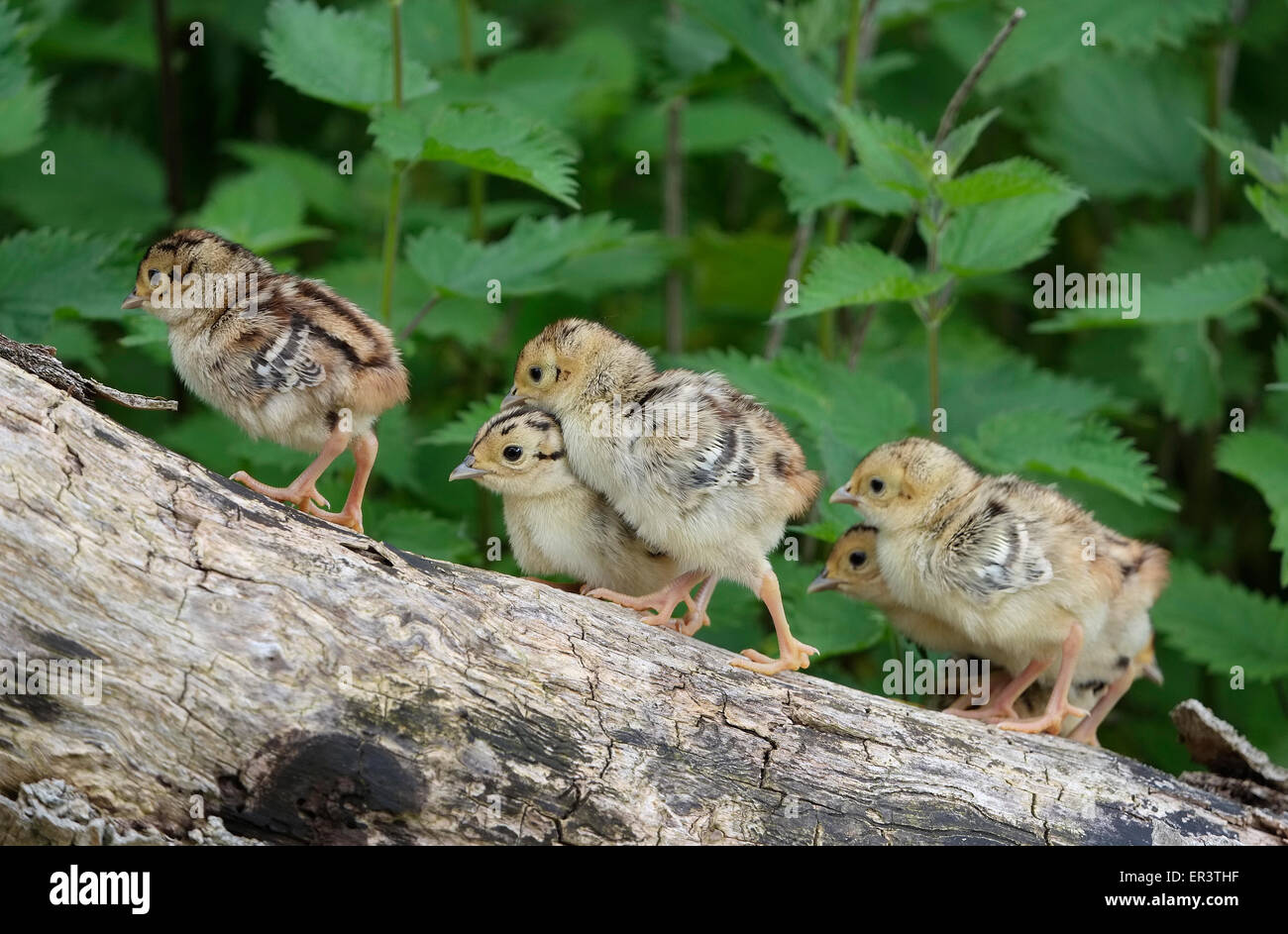 gemeinsamen Fasan Küken auf Baumstamm stehend Stockfoto