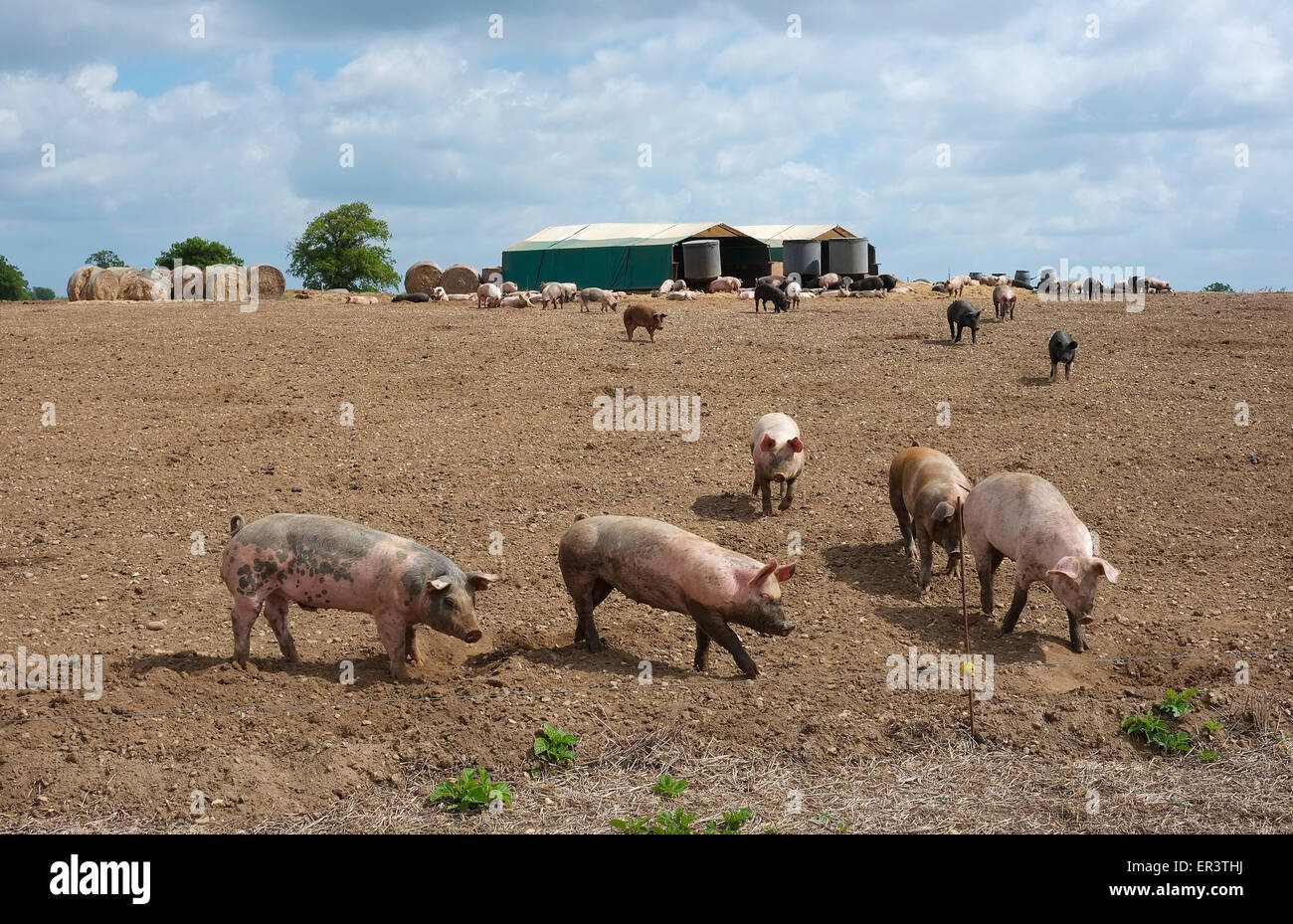 Outdoor-Schweine auf Pig Farm, Norfolk, england Stockfoto