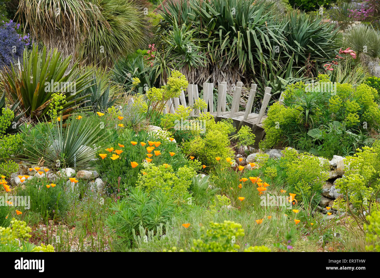 Exotische Pflanzen Im Garten Wuste Stil Osten Ruston Norfolk