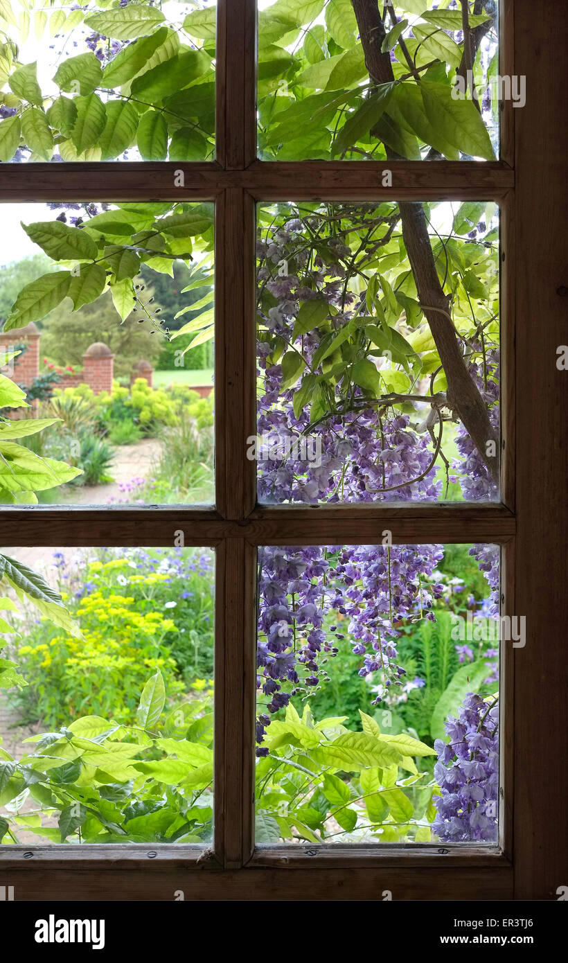 Blick durch Fenster Haus am Glyzinie im Garten Stockfoto